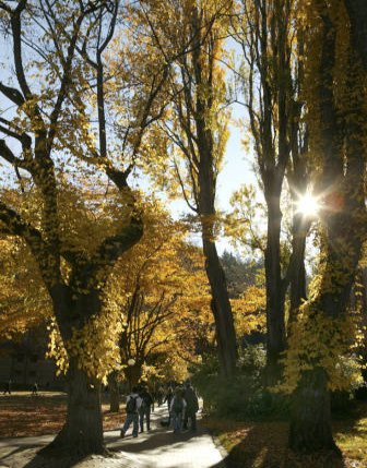 Autumn day on campus with the sun peeking through the trees.