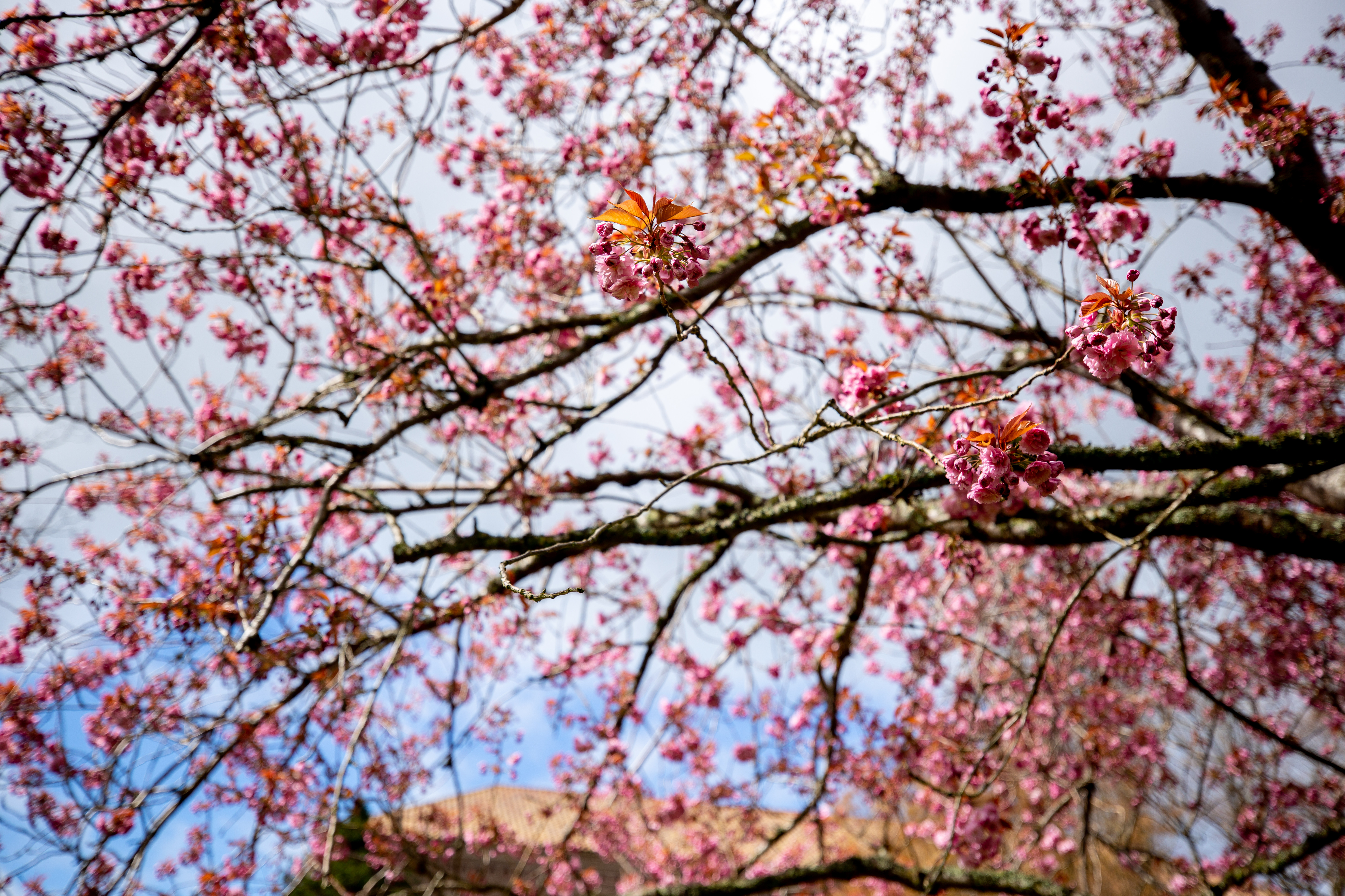 cherry blossom branches in front of the sky
