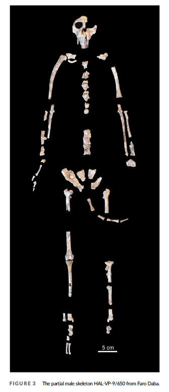 primate partial male skeleton