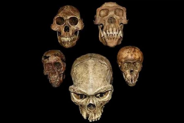 4 different skull casts