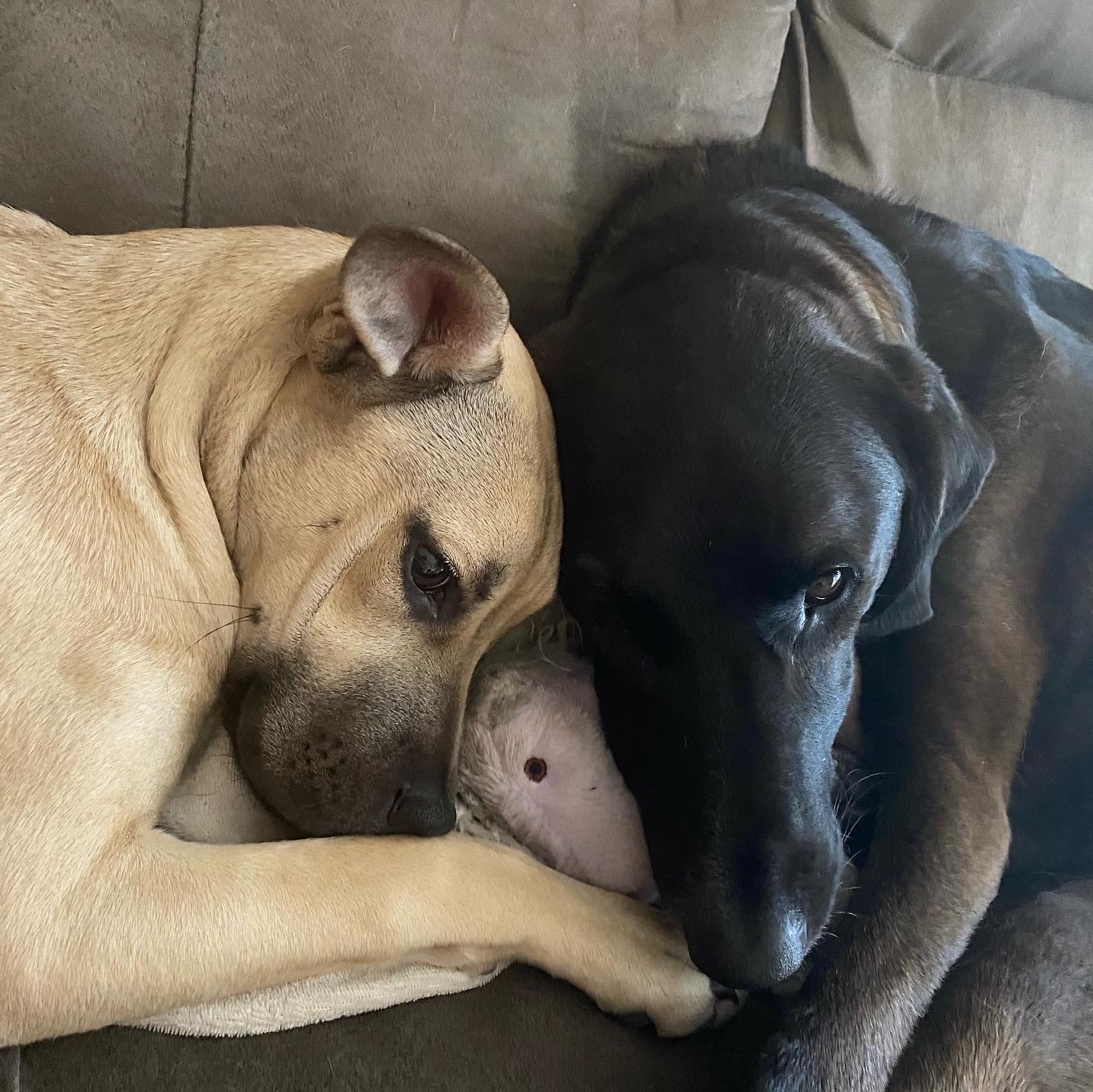 Brown dog and black dog laying on couch with foreheads touching