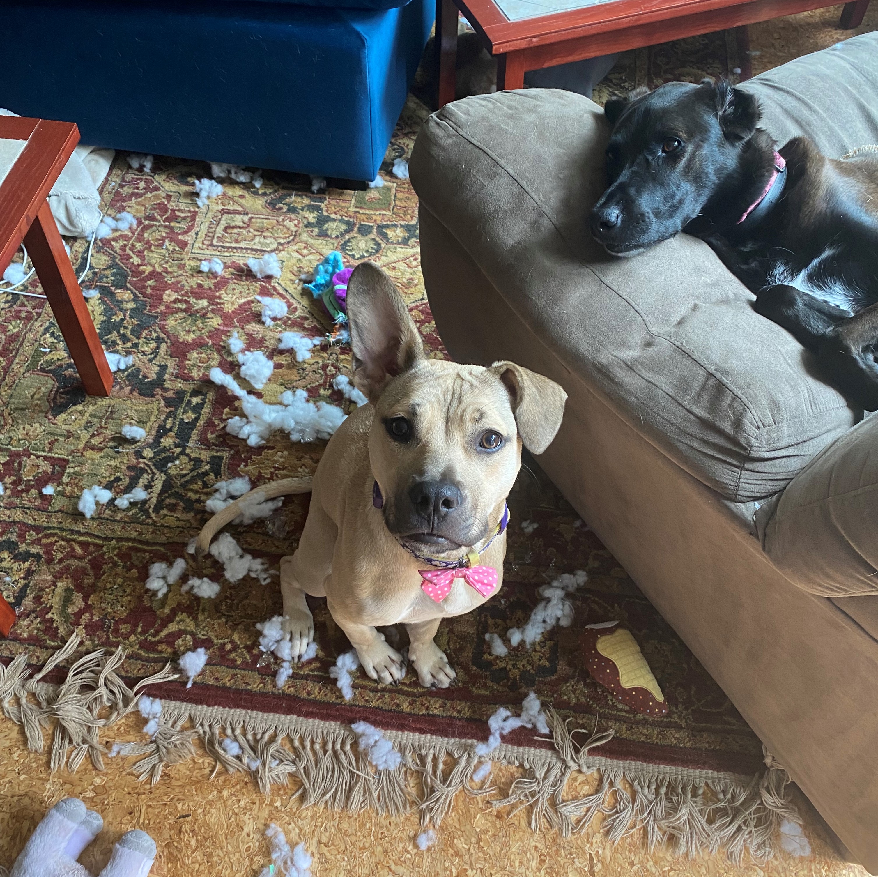Brown dog sitting on floor, white pieces of toy on the floor surrounding the dog, black dog laying on the couch to the right of brown dog