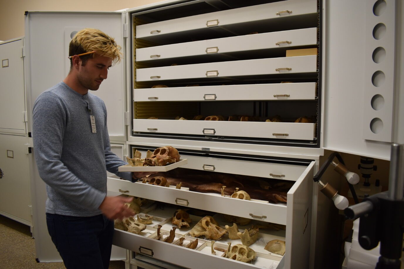 Jack MA Student opening a drawer in the Mammal Collection at the Smithsonian- monkey skulls