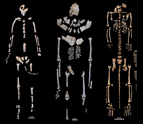 Fossil monkey skeletons laid out on a black background