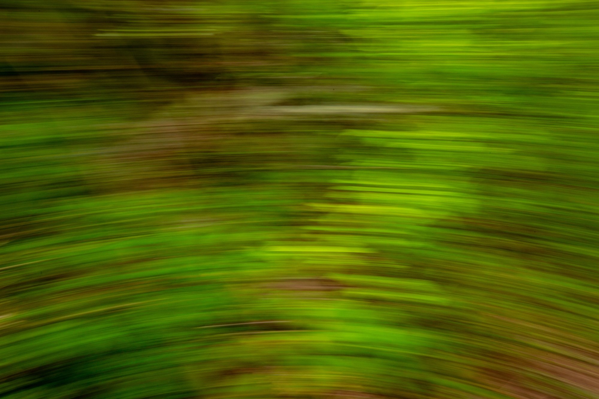 blurred greenery. With overlay looks like painted brush strokes