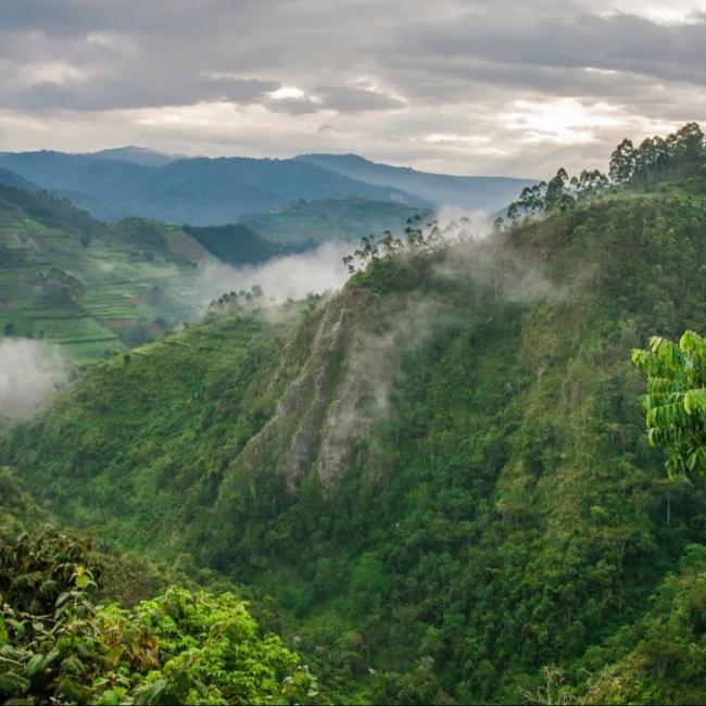 Rainforest in the Democratic Republic of Congo