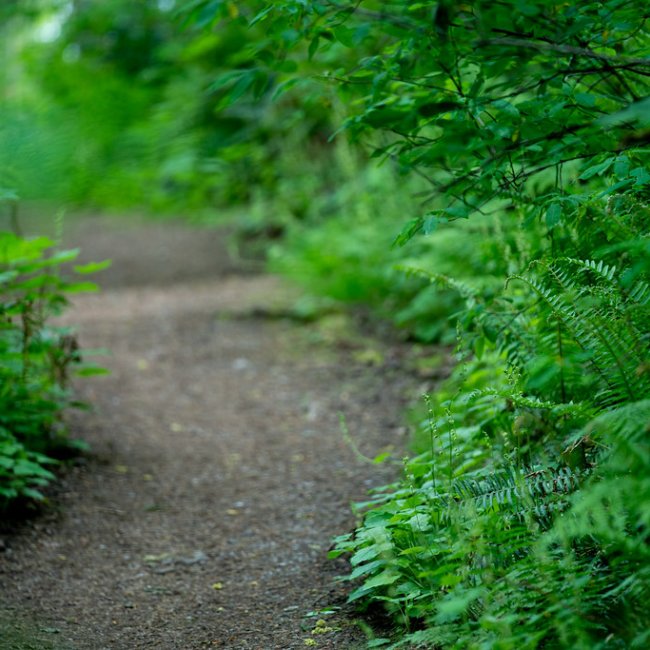 Gravel Trail surrounded by lush green foliage 