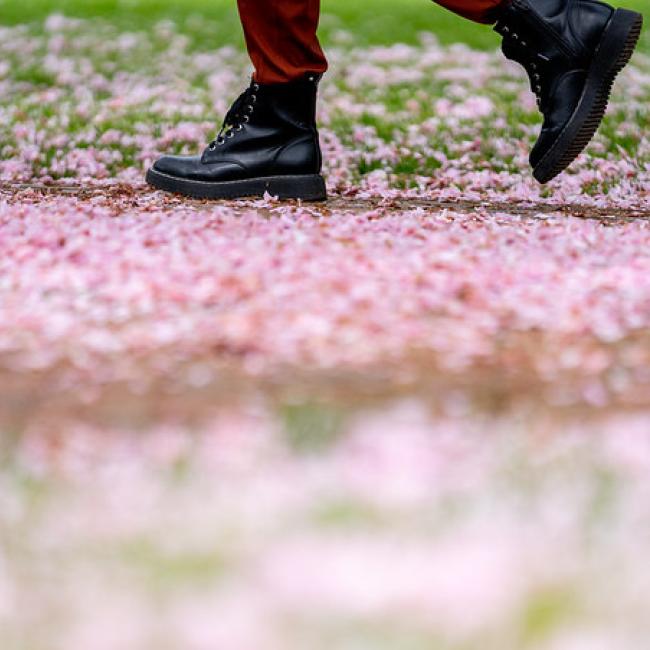 a person in black shoes walking along a path of fallen cherry blossom petals