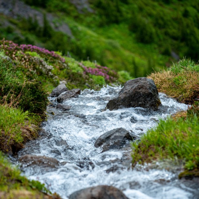 Stream with rocks and grass