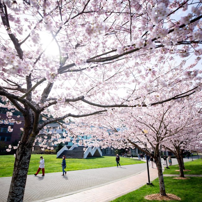 Cherry blossoms on WWU campus in the spring.