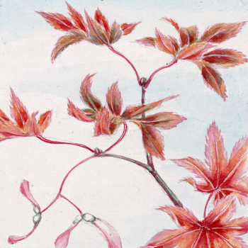 A branching plant with pink-red leaves in front of a light-blue background, illustration