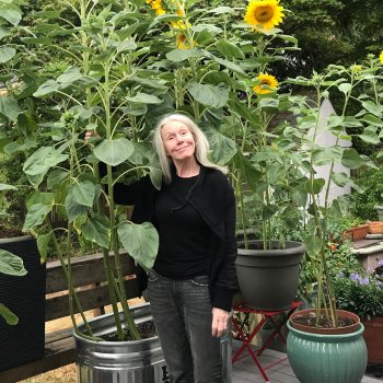 Kathleen stands next to 3 pots of towering sunflowers, twice Kathleen's height.