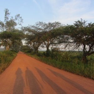 Four tall shadows on a dusty road lined with trees