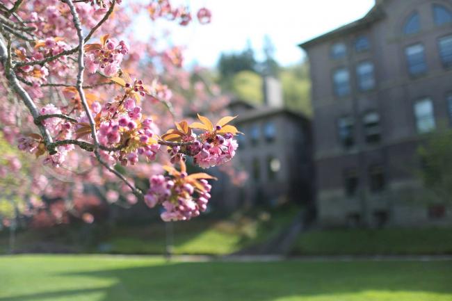 pink blossoms on a branch in focus, with Old Main in the background
